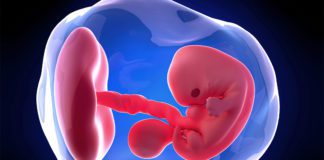 7. nedjelja trudnoće