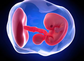 7. nedjelja trudnoće