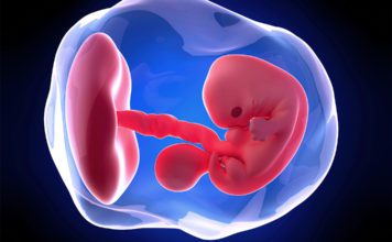 7. nedjelja trudnoće