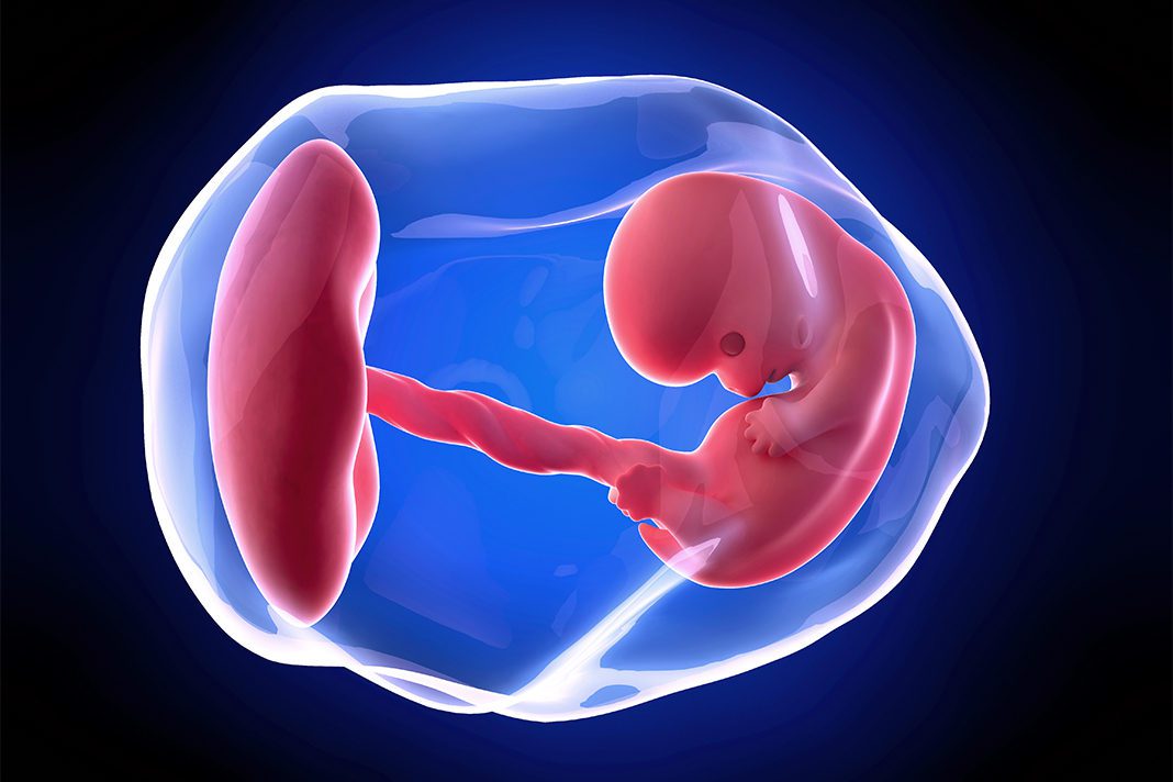 8-nedjelja-trudnoće