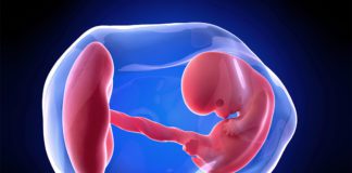 8. nedjelja trudnoće