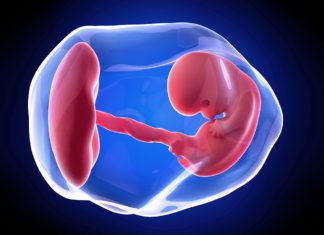 8. nedjelja trudnoće