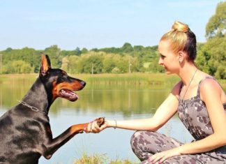 Poznajete li pseće manire, ponašanje koje će osigurati igru djece i pasa
