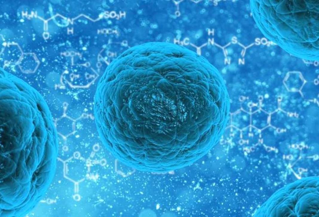 stemcell Šta su matične ćelije i zbog čega su toliko važne?