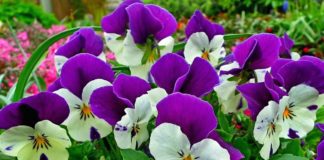 Trodnevna manifestacija “Banjalučki festival cvijeća” od danas u Domu omladine