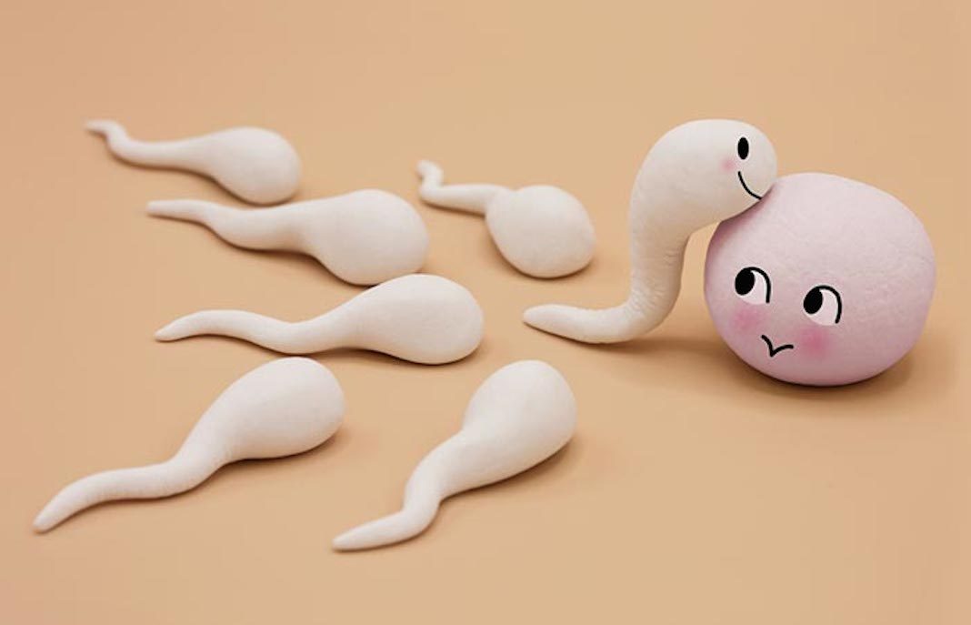 jajasce i sperma Otkriće naučnika: Pri oplođivanju, jajna ćelija bira spermatozoid