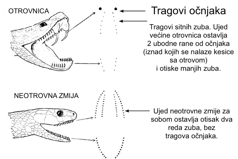 Otrovne zmije u BiH kako razlikovati otrovnicu od neotrovnice foto mamaklik