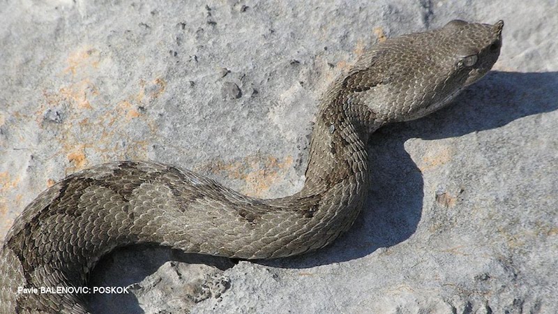 OTROVNE ZMIJE U BIH (FOTO): ZAŠTITA od ujeda i PRVA POMOĆ! Poskok mamaklik