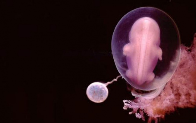 Kako nastaje život: Nevjerovatne fotografije razvoja bebe u stomaku