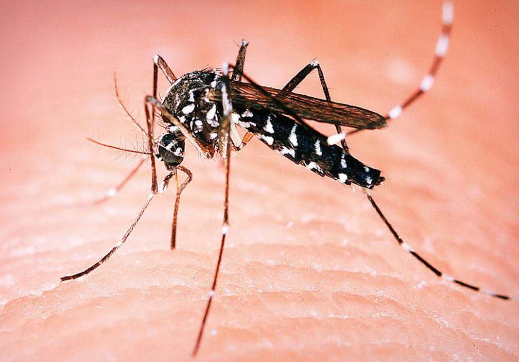 ubod komarca groznica zapadnog nila simptomi