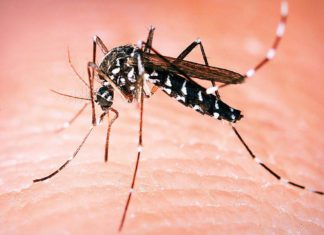 PRIJETI NAM GROZNICA ZAPADNOG NILA: Ubod zaraženog komarca može da izazove opasna oboljenja