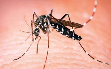 PRIJETI NAM GROZNICA ZAPADNOG NILA: Ubod zaraženog komarca može da izazove opasna oboljenja