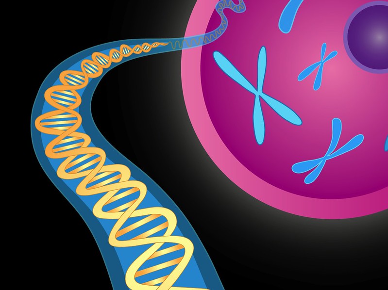 Hromozomi su makromolekule koje nose naš DNK